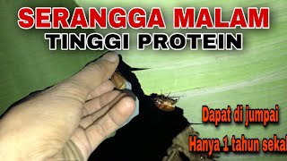 SERANGGA MALAM  KAYA AKAN PROTEIN