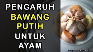 Pengaruh Bawang Putih Untuk Ayam