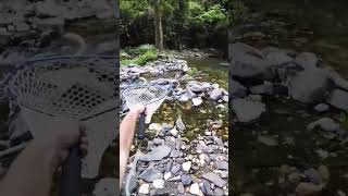 Presa al volo - spinning trota torrente #shorts #viral #viralshorts #youtubeshorts #youtube #fishing