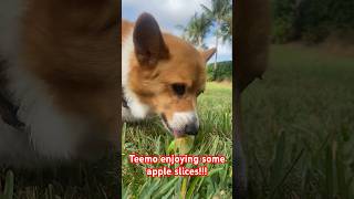 Cute Corgi Eating Apple Slices #dog #cute #corgi