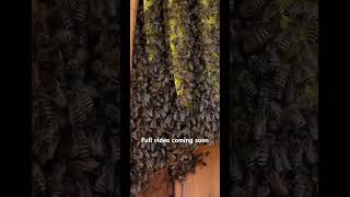 Short clip from a bee removal.