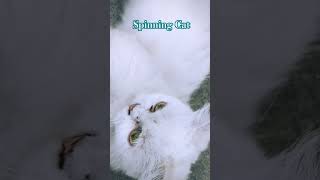 Spinning cat