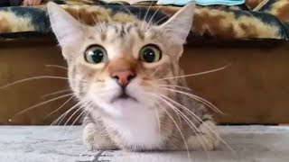 Funny Cat Videos Compilation - HD