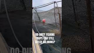 Fishing with the dirty fishing traps #fishing #shortvideo #fish #salmon #shortsfeed  #yt #viralvideo