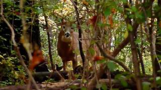 Buck in Syracuse's Oakwood Cemetery