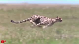 Tiger Vs Deer and then Monkey Save Deer Life