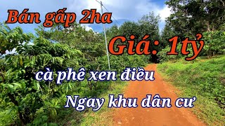 (Đã bán)Đất Đắk Nông 2ha cách đường bê tông chỉ 300m giá 1 tỷ quá rẻ