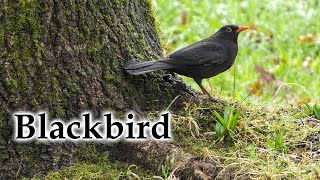 Male Blackbird on Sunny New Zealand Winter Day #4k #birds #birdsong #newzealand