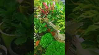 #shorts #plants #garden #viral #indoorplants #viralvideo #viralshorts #youtubeshorts #youtubeshorts