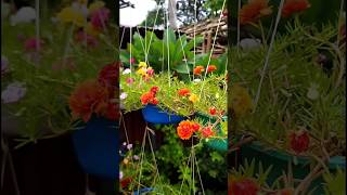 flowers status video❤||gardening video 🌿||#trending #shorts #youtubeshorts #garden