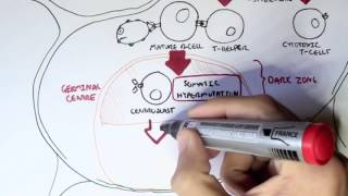 Immunology   Antibody BCR and TCR Diversity