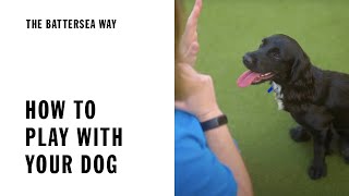 How to play with your dog | The Battersea Way