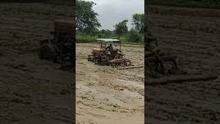 Field preparation for paddy Transplanting #farming #shorts #trending