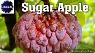 Sugar Apple - H2SA Code : F025-E