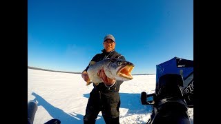 Whitefish, Lake Trout, Pike