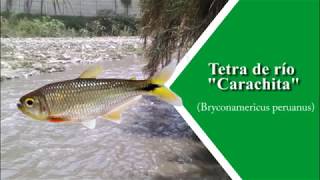 Peces del río Chillón -  Tetra de río "Carachita"