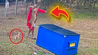 Tiny dog starts barking at woods  Next thing owner knows he’s wrestling a coyote with his bare hands