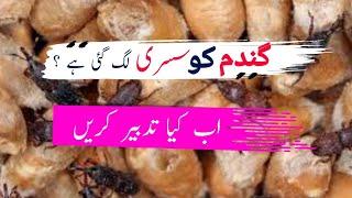 Management of Lesser Grain Borer (Susri) and storage wheat|| Aamir Hussain