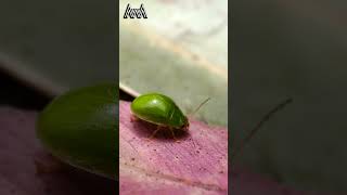 AwA Critter Clip: Lilly Pilly Beetle Grooming itself for Take off #Shorts