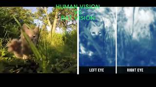 HUMAN VISION VS RAT VISION - TECHNEX 2022