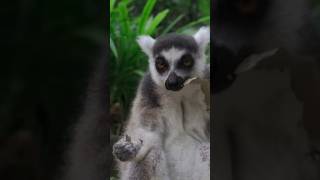 Weirdest Lemur Facts You'll Ever Hear! 🤯 #madagascar #wildlife #shorts #wildlifefacts