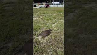 Florida soft shell turtle