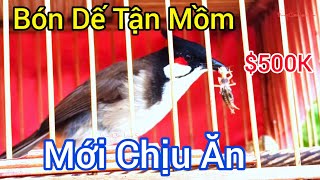 Chào Mào Bẫy Đấu Ăn Mồi Bón Dế Tận Mồm | Vùng Cao Lạng Sơn TV