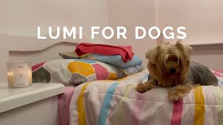 Sharing LUMI Bliss with Your Furbaby: Proper Usage Tips for Pet-Friendly Aromatherapy 📹✨