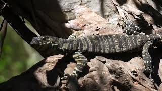 Lace Monitor