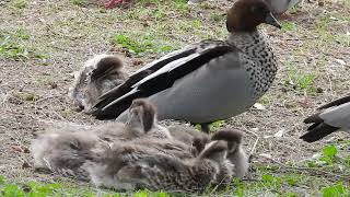 Wood Duck and Young