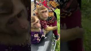 DuDu and BiBi smart baby monkeys ridding a motorcycle