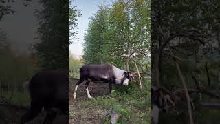 Animals in Forest Video