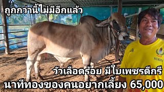 0814700163 วัวเลือดร้อย มีใบเพชรดีกรี 65,000 รับประกันตำหนิทุกอย่าง นาทีทองของคนอยากเลี้ยง วัวบรามัน