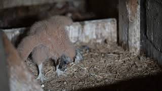 Baby Vulture Update :-)