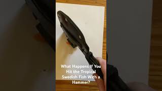 What Happens If You Hit the Tropical Swedish Fish With a Hammer?