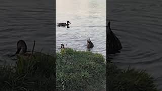 Nurkowanie😉 #nature #birds #duck #diving #zobacz #fajne