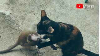 Monkey vs cat fight funny | monyet lawan kucing lucu #shorts