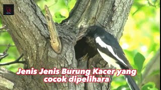 jenis jenis burung kacer yang cocok untuk di pelihara