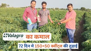 Valagro ke product ka kamaal | Syngenta Biological | #chilli #farming #new