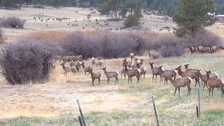 Large Elk Herd in Estes Park Colorado