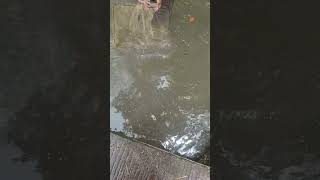 SERU CARI IKAN DI SUNGAI(4)