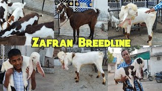 Zafran Breedline Gulabi Hyderabadi Bakriya | A1 Quality| Bahadurpura | Hyderabad