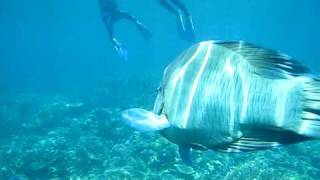 Maori Wrasse & Coral: Snorkeling Great Barrier Reef.AVI