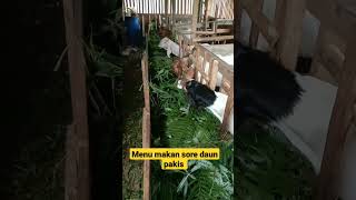 MENU MAKAN SORE DAUN PAKIS