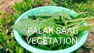 🌳🌳Palak Saag/Palak Sarson Ka Saag/Palak Saag Video//VLOG 16