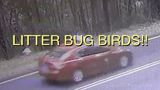 LITTER BUG BIRDS!!