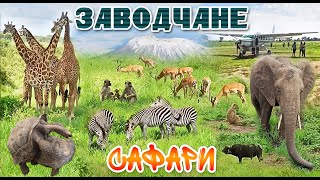 Заводчане - Сафари (Клип)