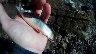 Early Spring WV Native Brook Trout