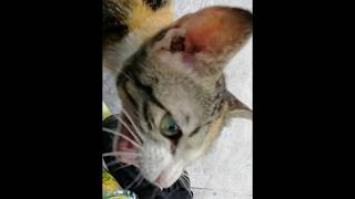 Cats of Eastwood City - Playtime w/ calico tabby kitten  pt.2