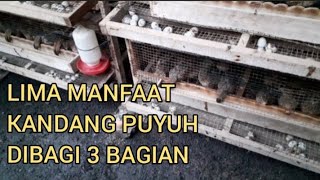 5 Manfaat Pengelompokan Kandang Puyuh Menjadi Tiga Bagian Terpisah